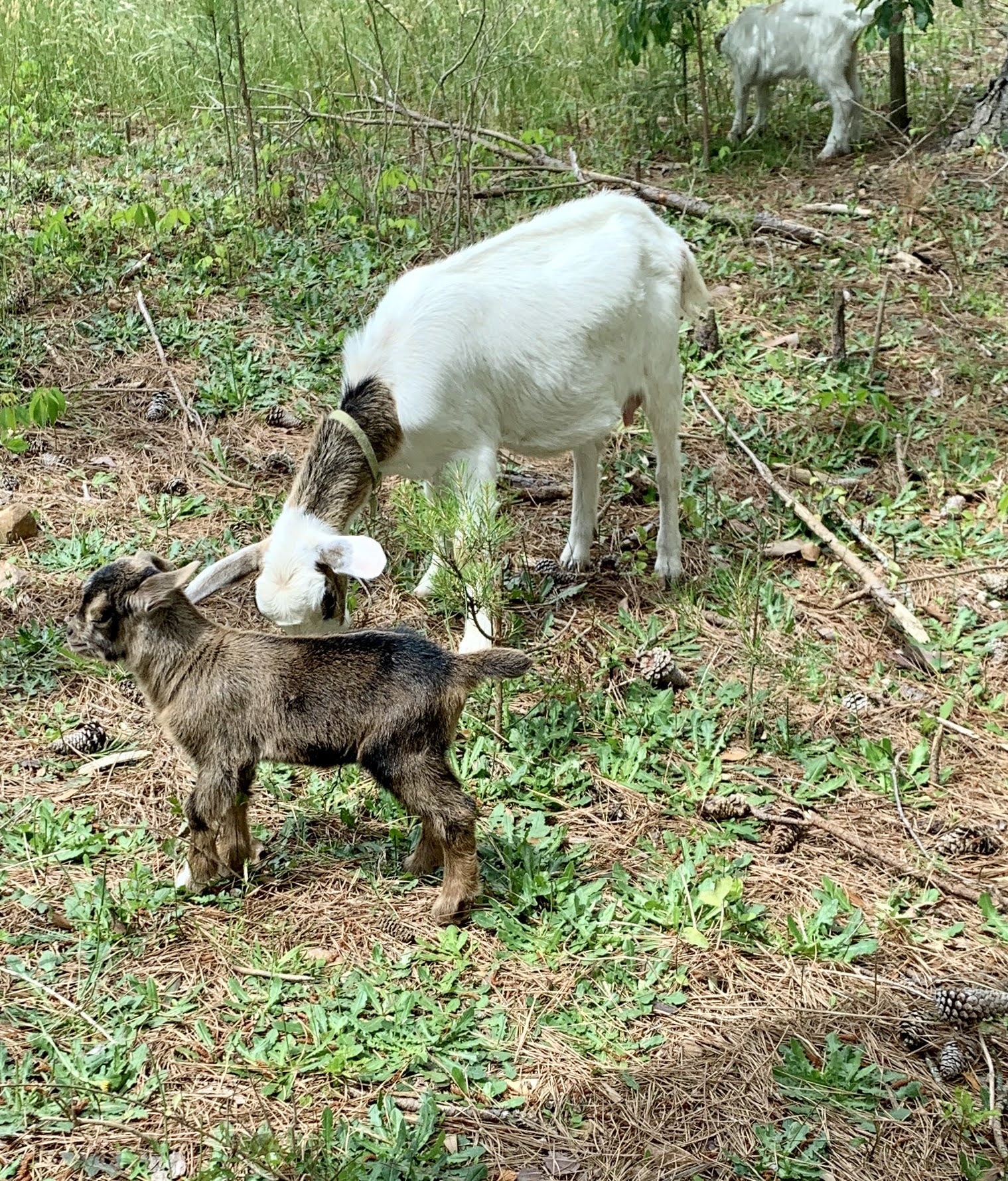 baby goaties